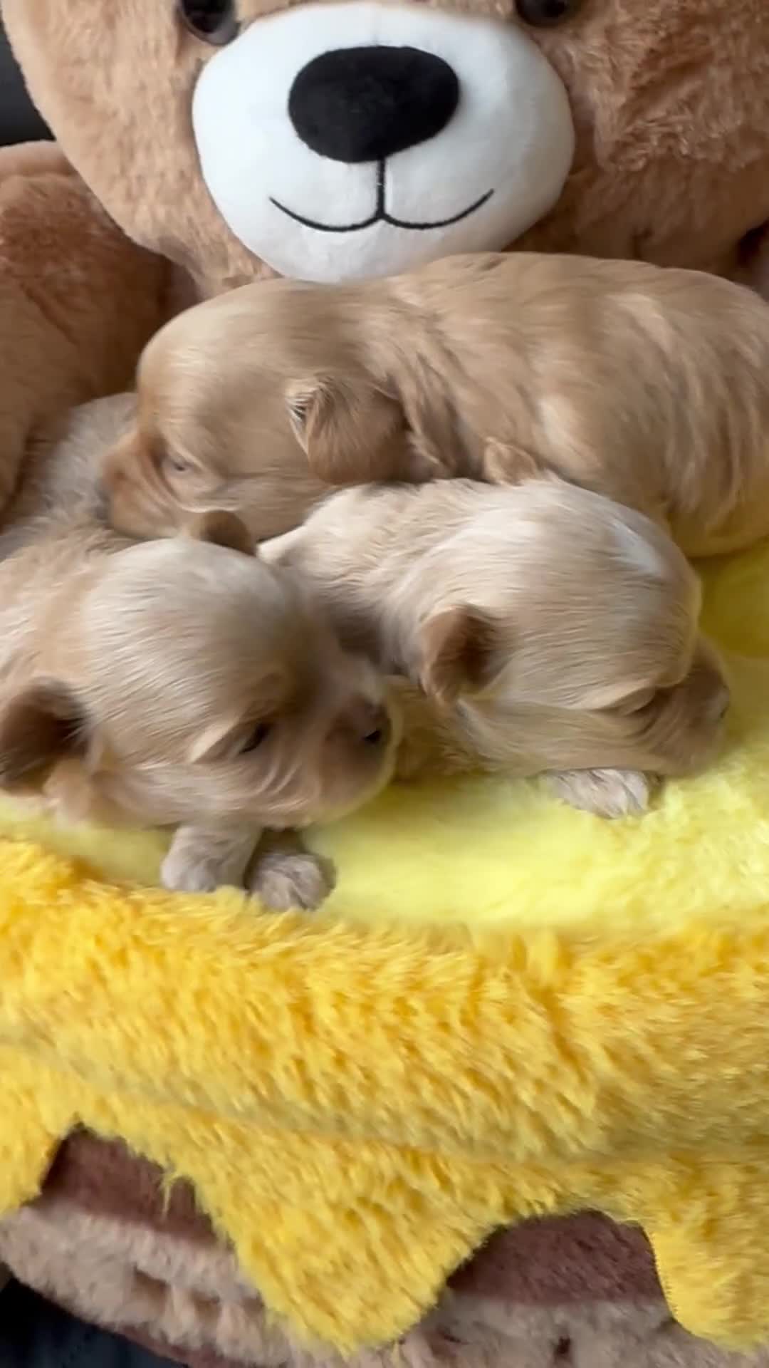 Maltipoo dogs for sale: Tiny F1 Asian Maltipoo puppies. Reserve now! - Video 1