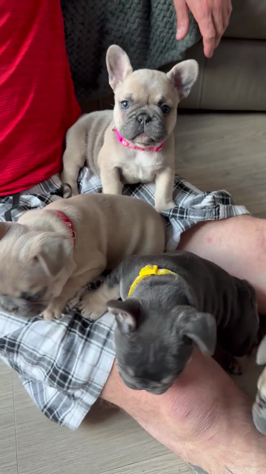 French Bulldog dogs for sale: French Bulldog Puppys - Video 3