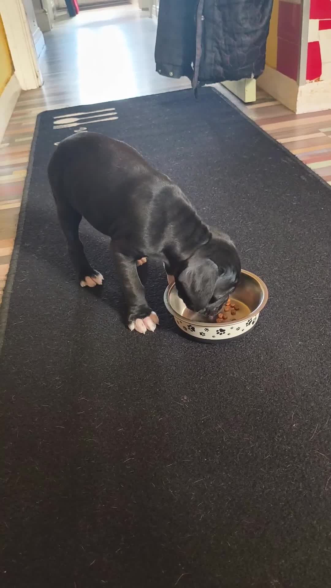 Boxer dogs for sale: ❤SEALED BOXER PUPPIES❤ - Video 1