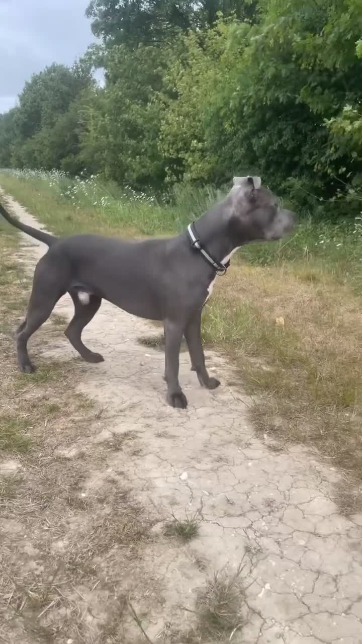 Staffordshire Bull Terrier dogs for sale: Staffordshire bull terrier - Video 2