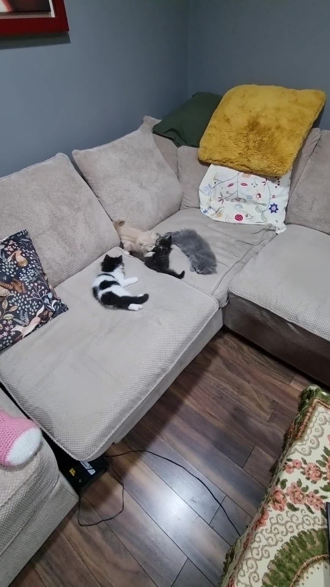 Persian cats for sale: PERSIAN KITTEN FOR SALE in Peterborough - Video 3