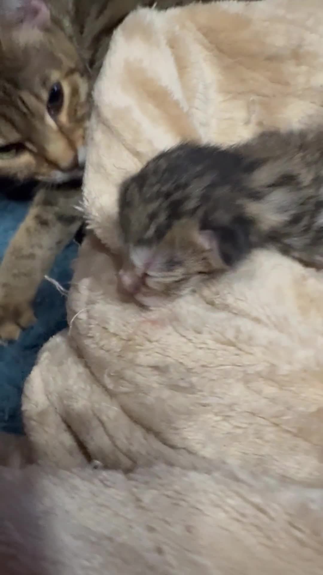 Savannah cats for sale: Glorious Savannah Babies - 1 Boy left - Video 2