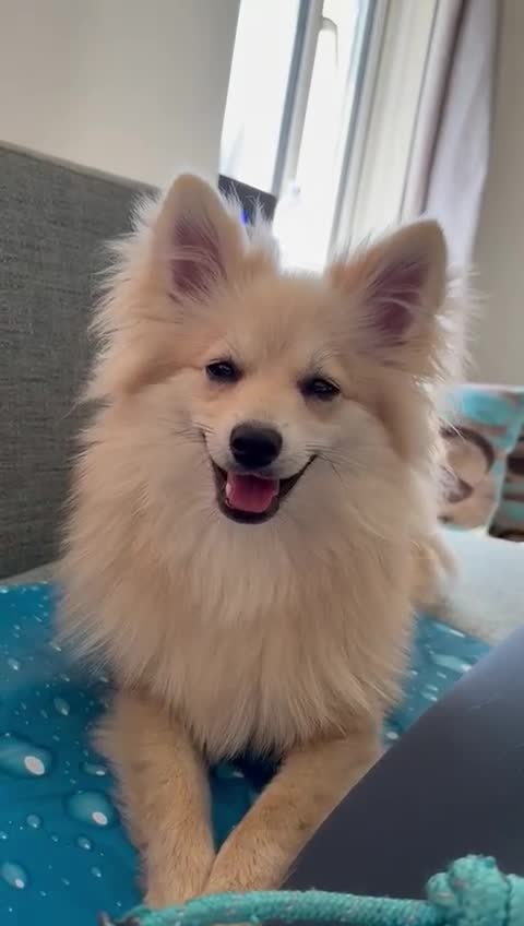 Mixed Breed dogs for sale: Milo(German Spitz & Pomeranian) - Video 1