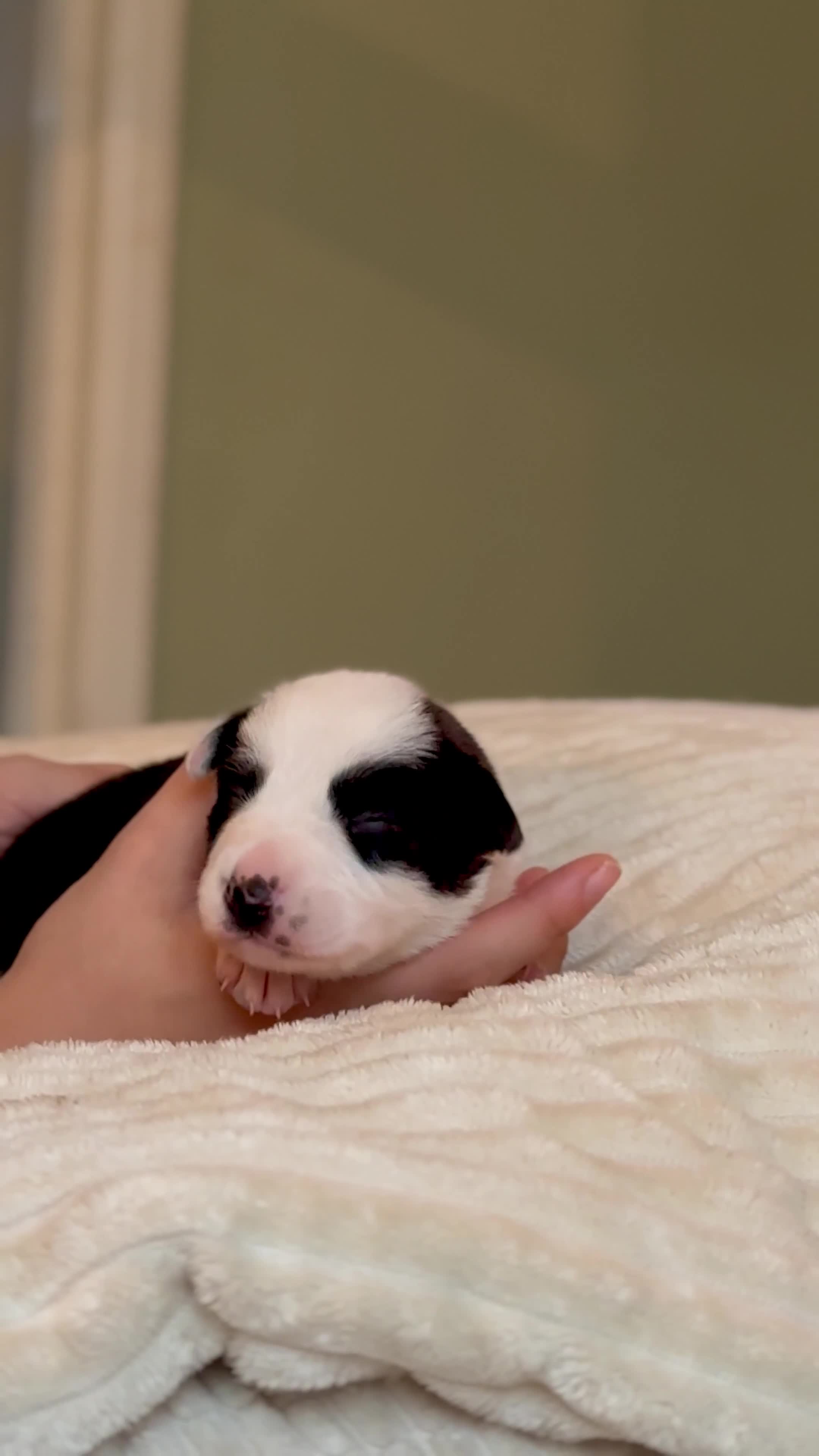 Border Collie dogs for sale: 6 Border Collie Pups For Sale **4 Boys Remaining** - Video 3