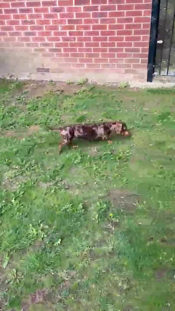 Miniature Dachshund dogs for sale: Miniature dachshund (Girl) - Video 1