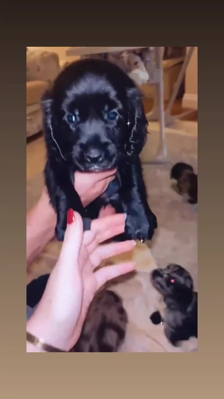 Cocker Spaniel dogs for sale: 2 cocker spaniel  - Video 2