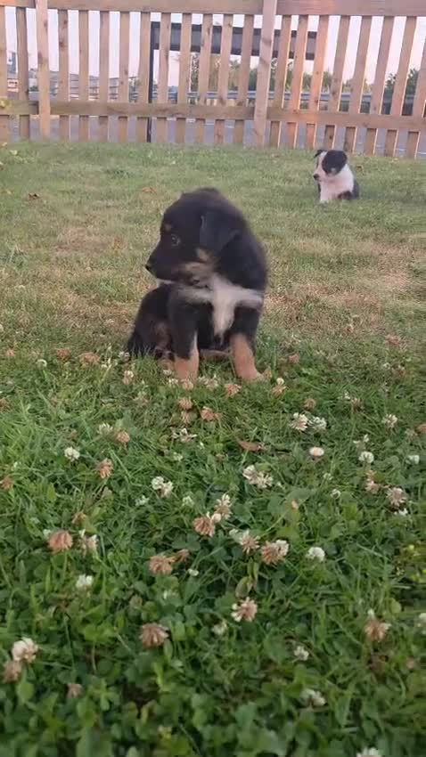 Mixed Breed dogs for sale: 🐶 Gorgeous Border Collie Cross Puppies - Video 2