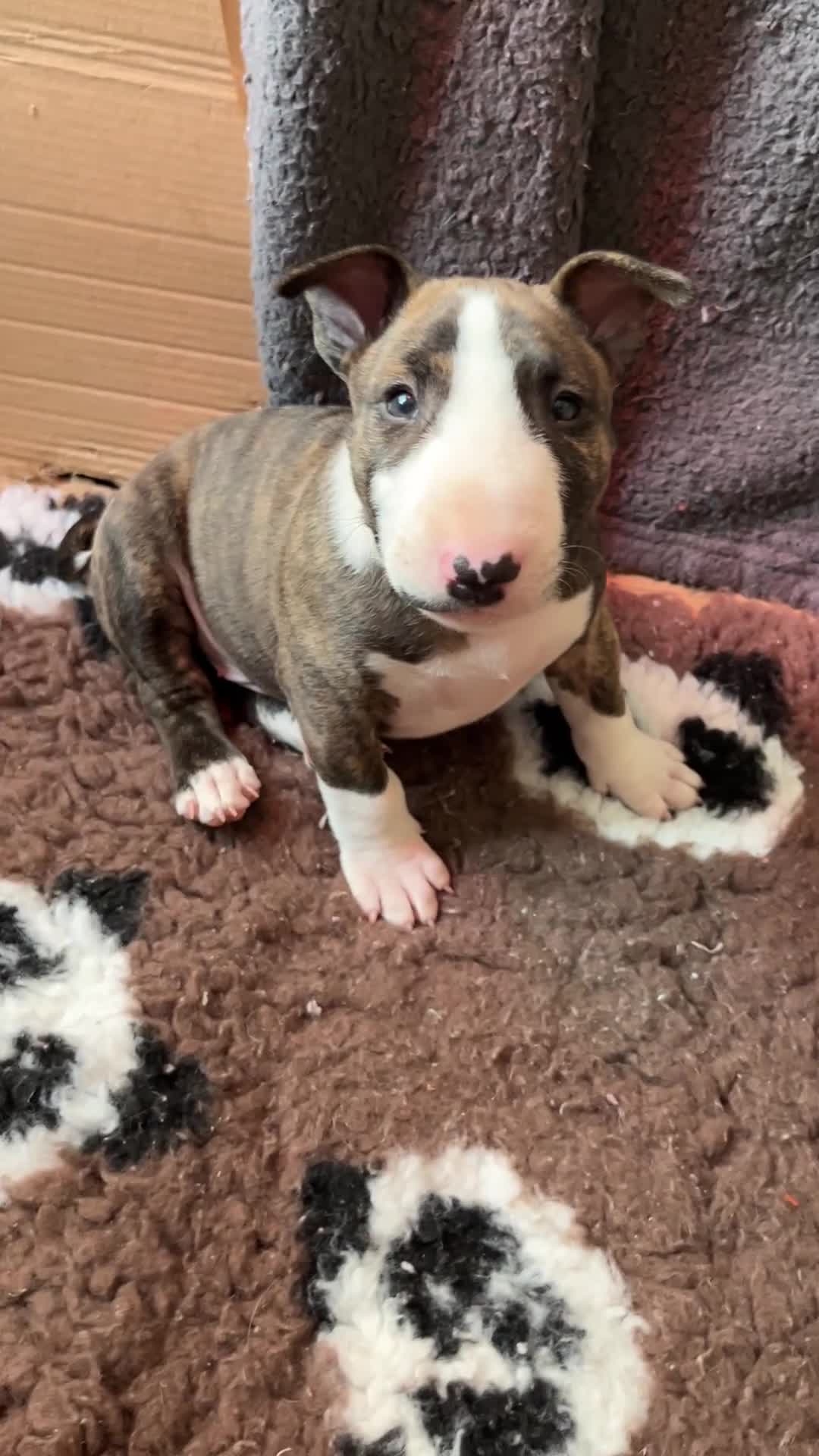 English Bull Terrier dogs for sale: Bull terrier standard. KC registered. BOY - Video 2
