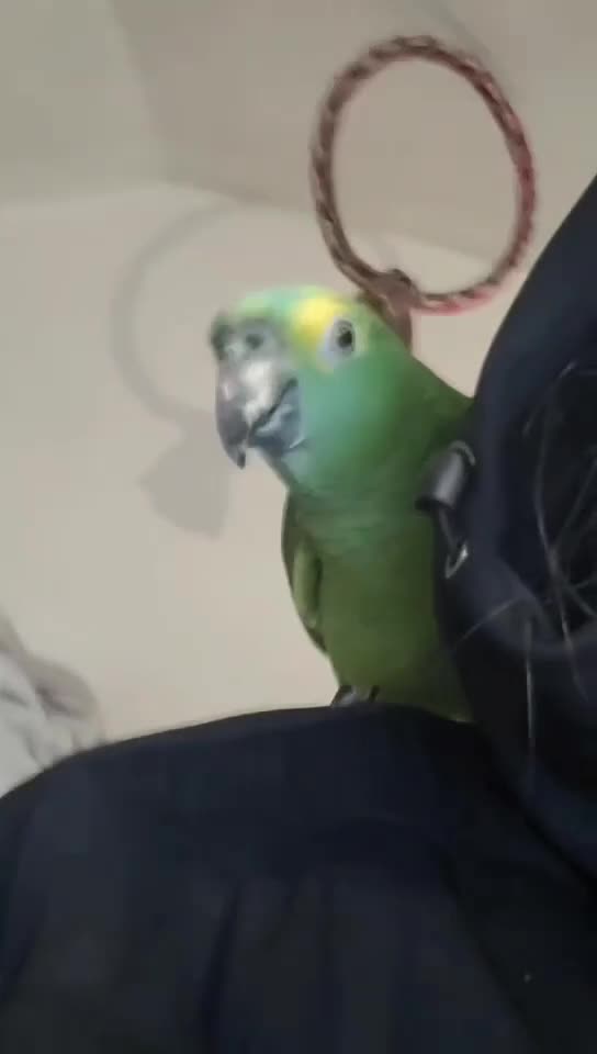 Parrots birds for sale: Blue fronted amazon  - Video 1