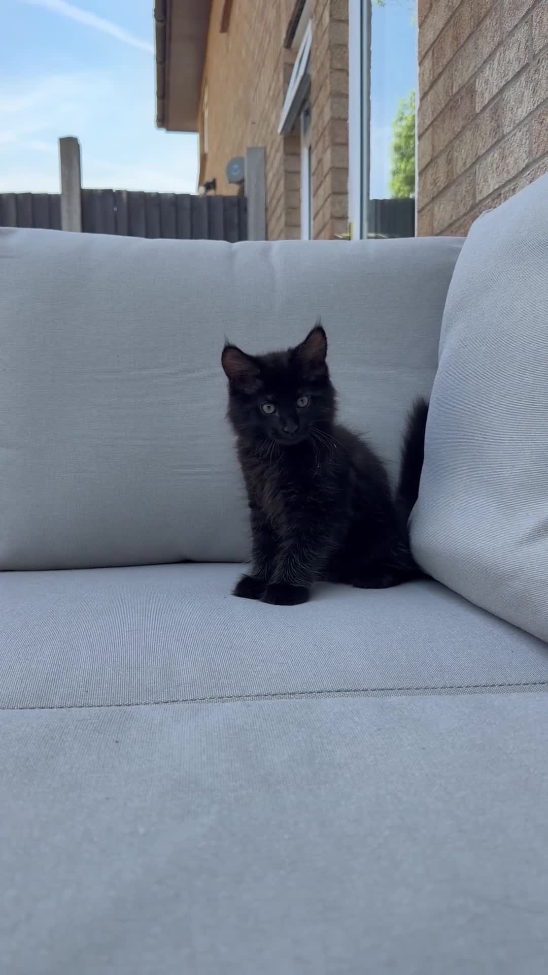 Maine Coon cats for sale: TICA - Maine Coon Kittens ready for forever homes! - Video 1