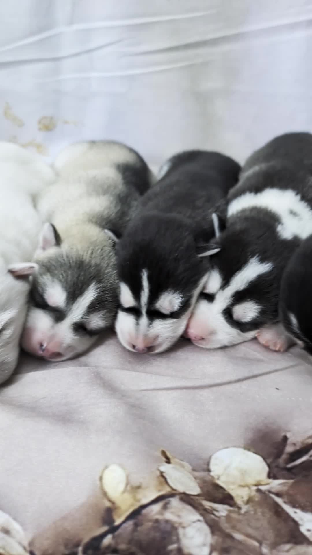 Siberian Husky dogs for sale: Beautiful Siberian Husky  - Video 1