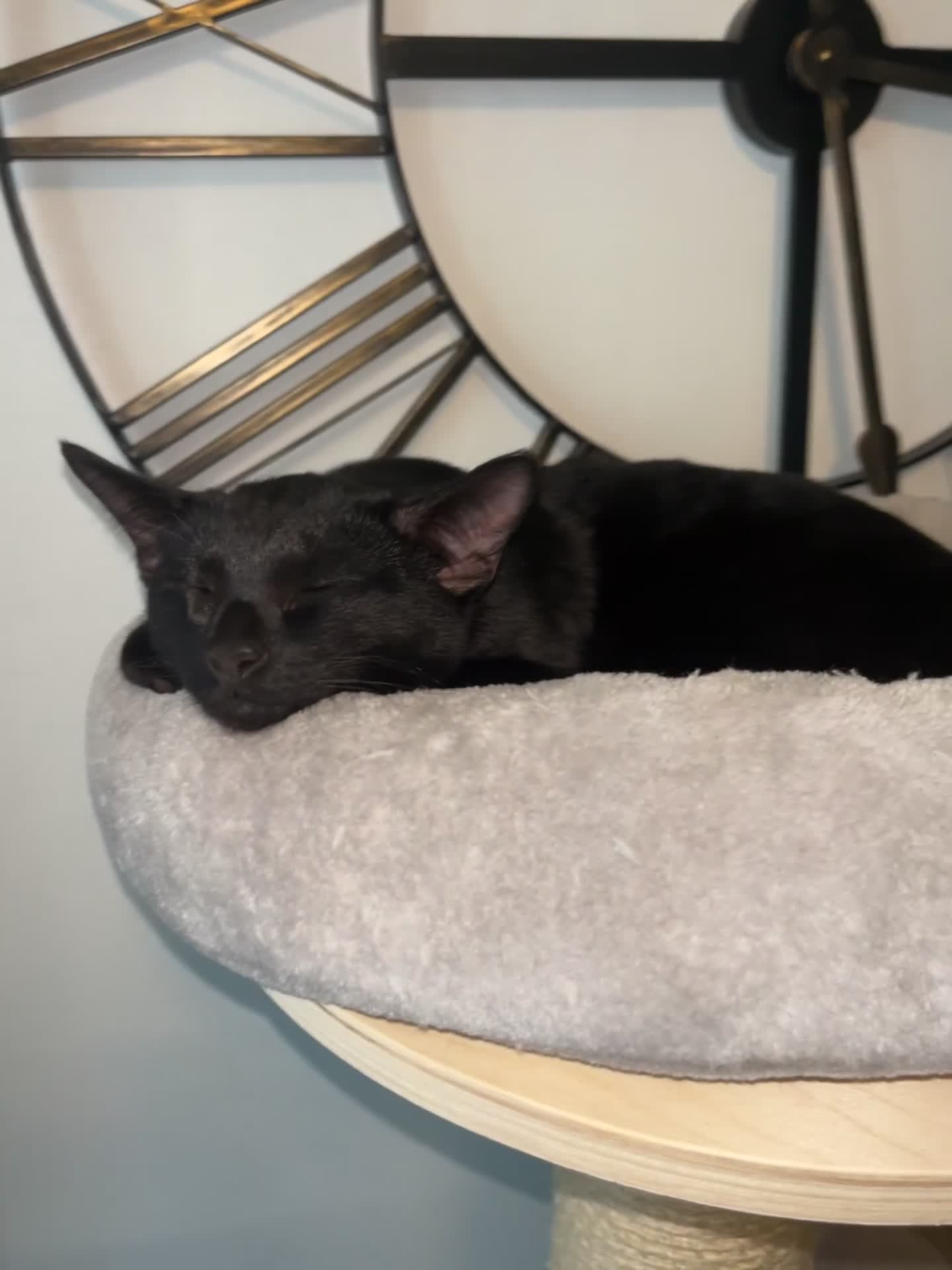 Siamese cats for sale: Siamese cross breeds  - Video 1