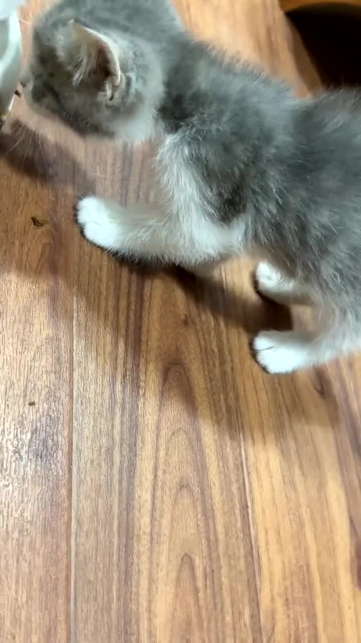 Mixed Breed cats for sale: Kittens  in Croydon - Video 3