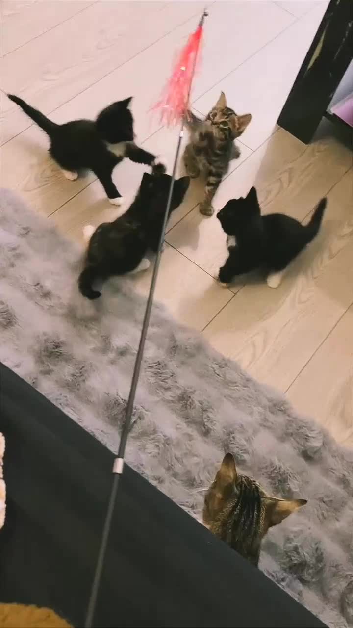 Domestic Shorthair cats for sale: Healthy 12-Week-Old Kittens — (Wormed, Ready Now!) - Video 1