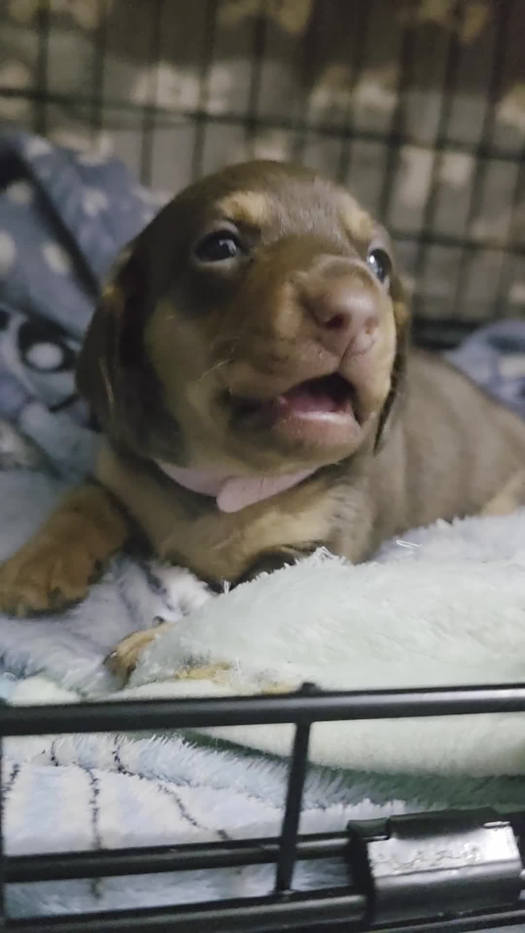 Miniature Dachshund dogs for sale: Mini dashunds puppies in Canterbury - Video 1