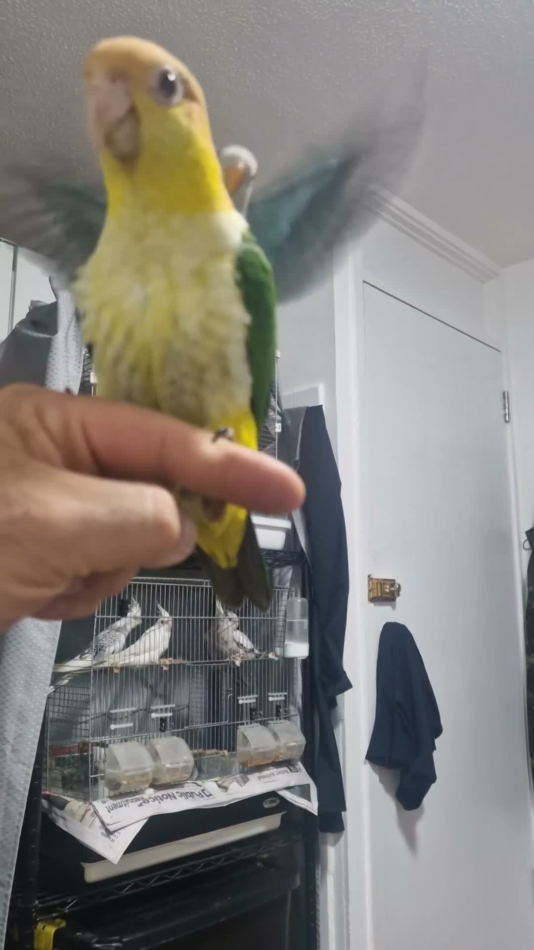 Parrots birds for sale: Caique parrot - Video 3