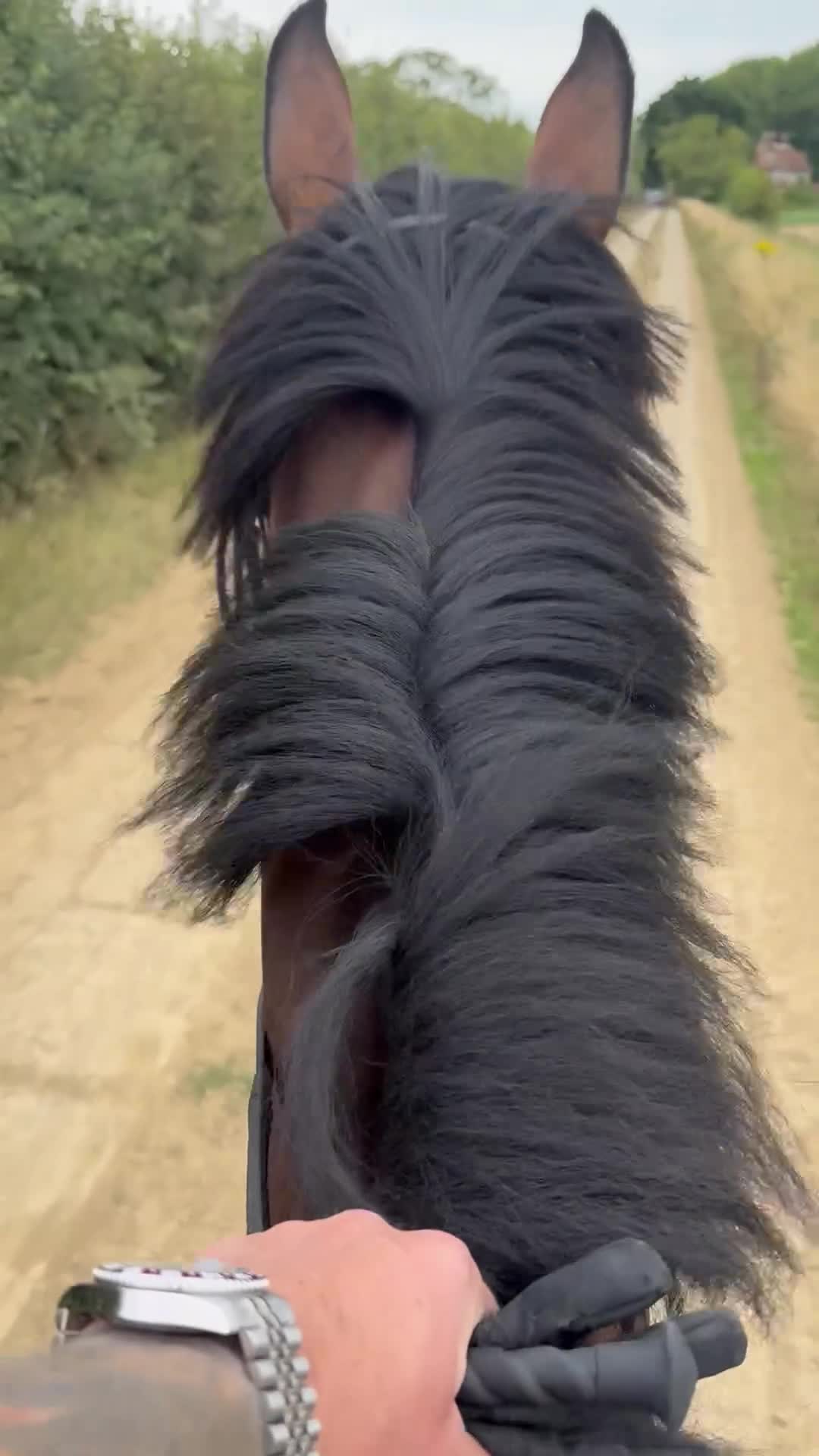 Irish Thoroughbred horses for sale: 17.2 Bay Gelding  - Video 2