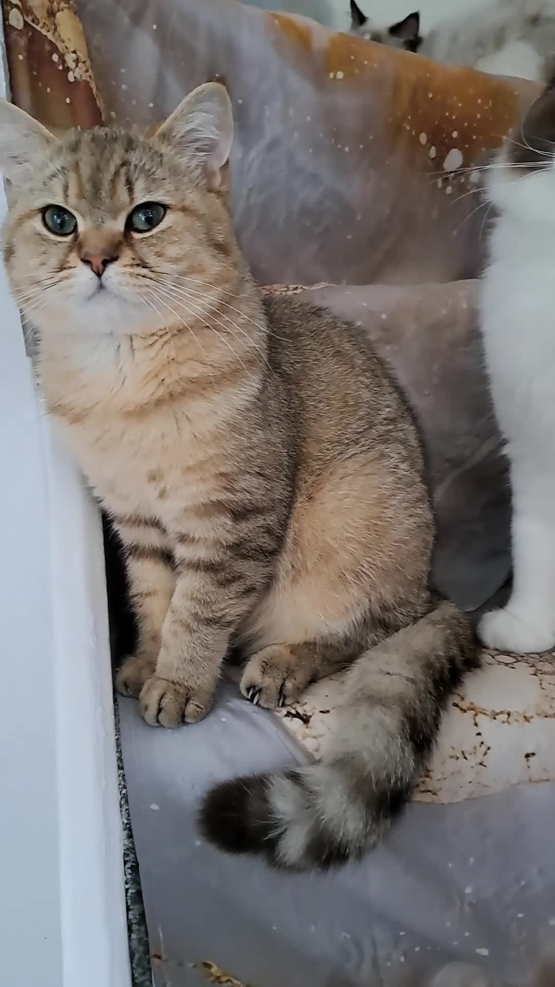 British Shorthair cats for sale: Stunning Black Golden BSH boy 💥 - Video 3
