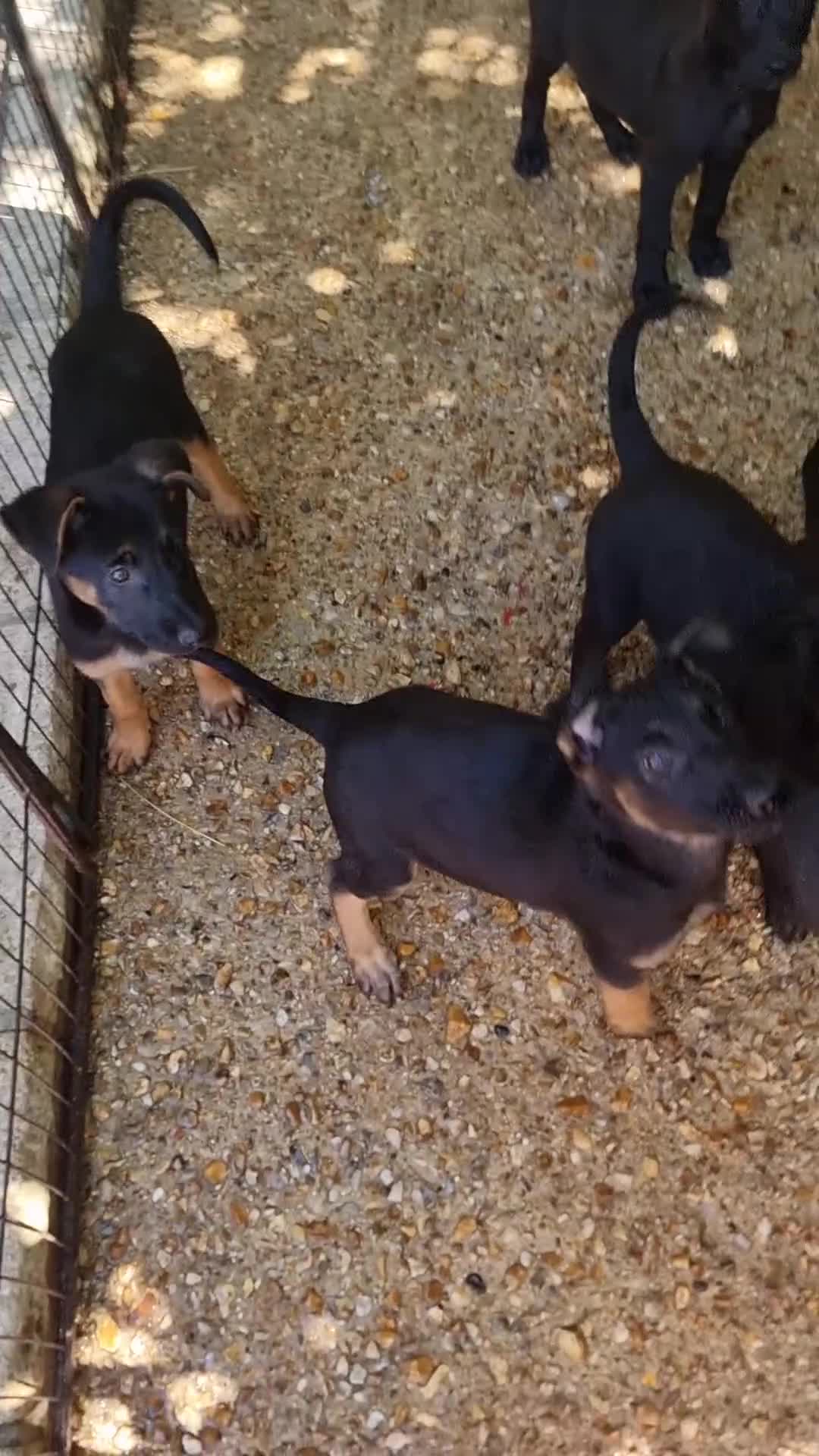 Belgian Shepherd Dog dogs for sale: Belgian malinois puppies KNVP working lines - Video 1