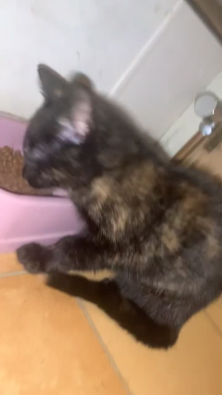 British Shorthair cats for sale: Female totoishell  - Video 1