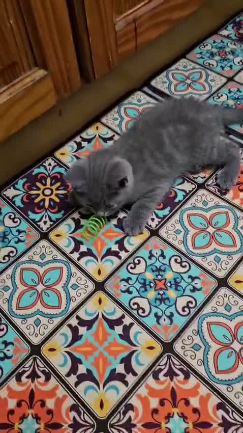 Russian Blue cats for sale: Russian Blue Kittens -ALL BOYS, UREDY TO GO 11.09 - Video 1