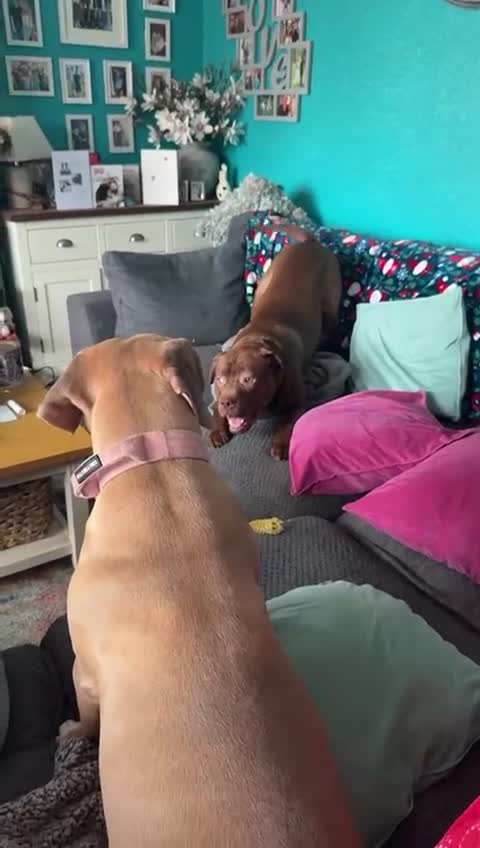 Mixed Breed dogs for sale: Rocco - Video 1