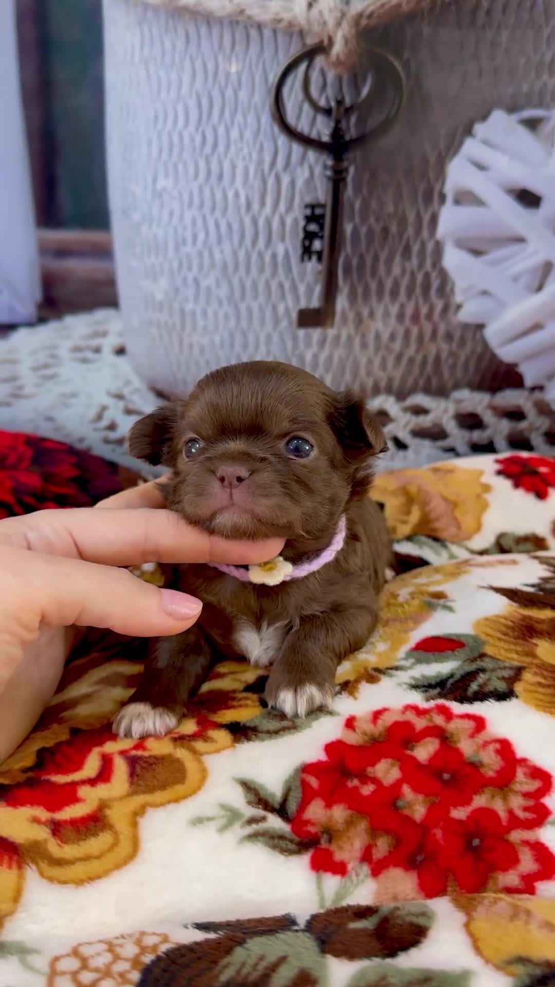 Chihuahua dogs for sale: 🤎 Exotic KC LC chocolate chihuahuas 🤎 - Video 1