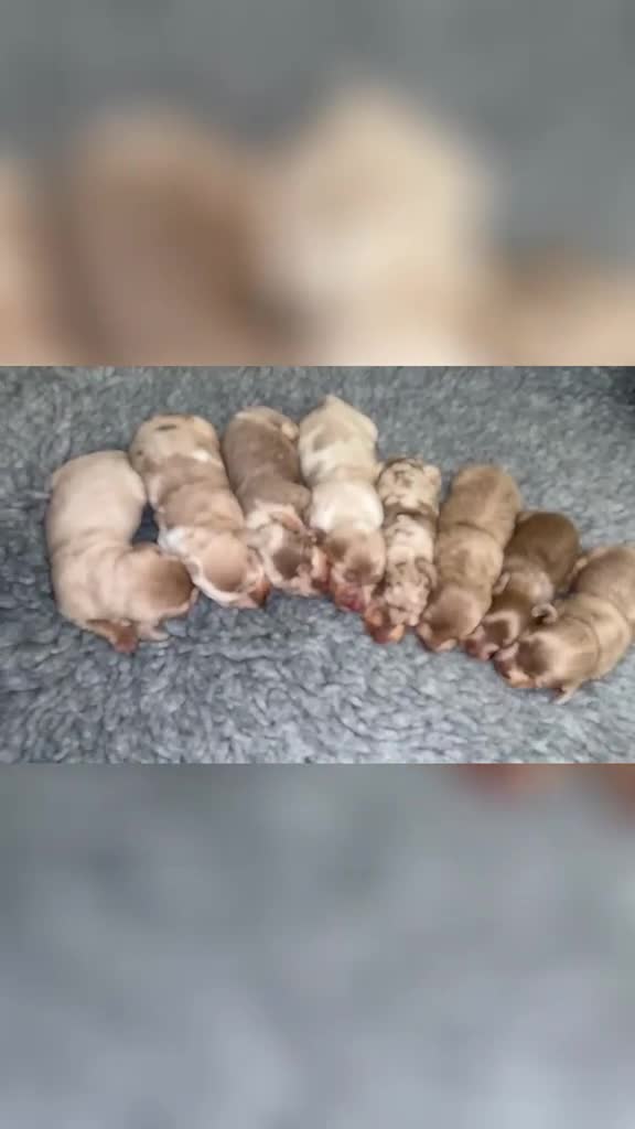 Miniature Dachshund dogs for sale: KC Miniature Dachshund Puppies in Birmingham - Video 1
