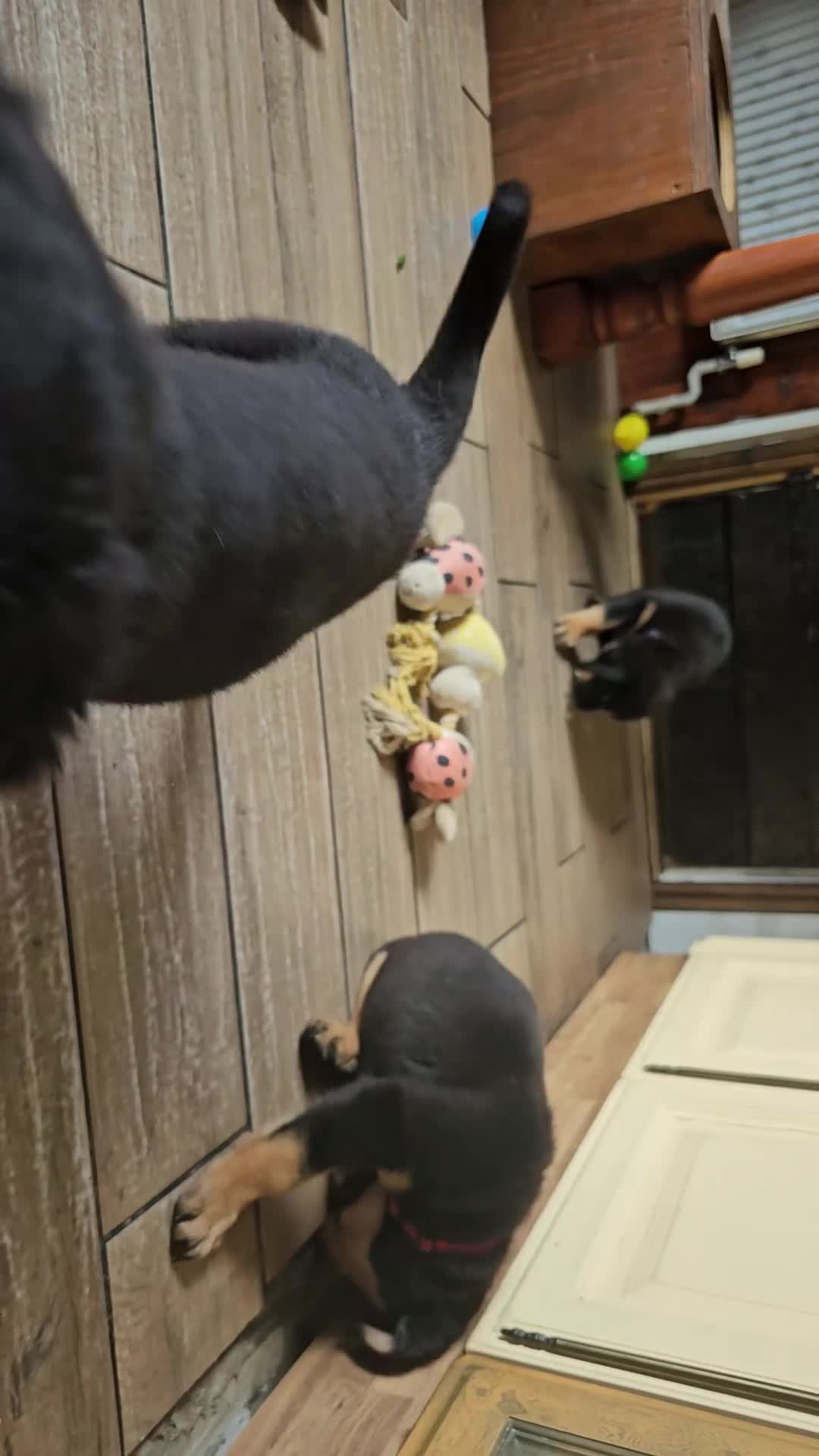 Rottweiler dogs for sale: Strong working line Rottweiler pups for sale in Dartford - Video 1