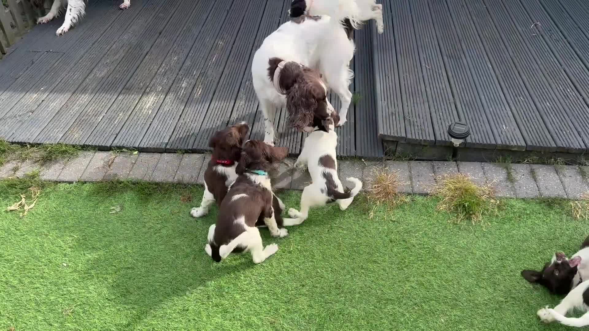 English Springer Spaniel dogs for sale: Last 3 5th Generation Liver and White ESS Puppies - Video 1