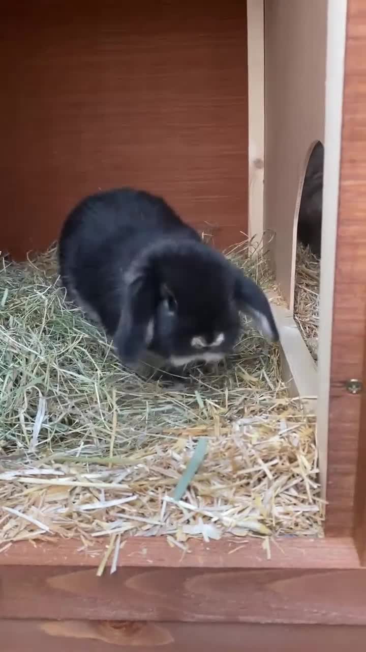 Mini Lop rabbits for sale: MINI LOP BUNNIES - PEDIGREE  - Video 2
