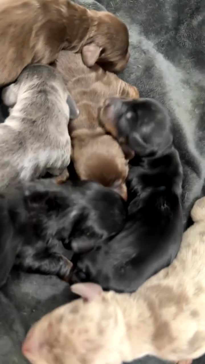 Miniature Dachshund dogs for sale: Miniature Dachshunds  - Video 3