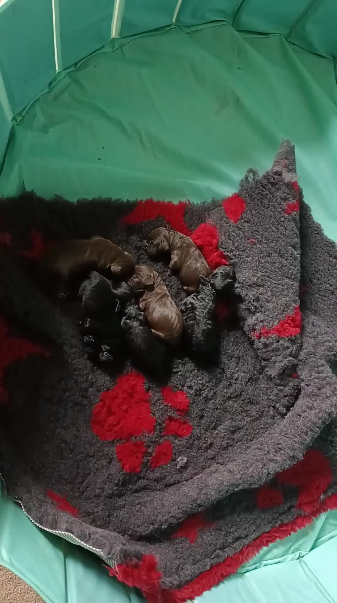 Mixed Breed dogs for sale: Six beautiful cockerpoos - Video 1