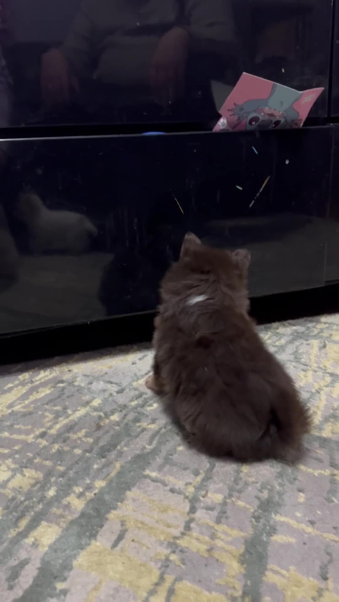 Pomchi dogs for sale: 4 Stunning Pomchi’s  - Video 1