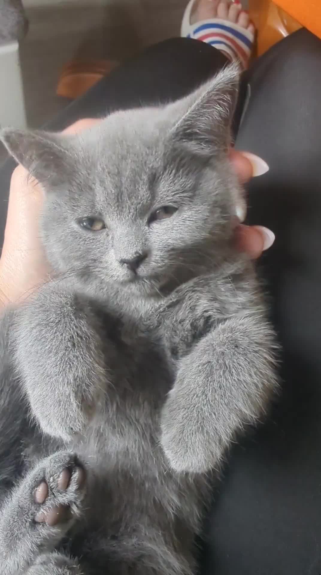 British Shorthair cats for sale: 8 weeks boy and girl - Dad 5 times champion 🏆 - Video 3