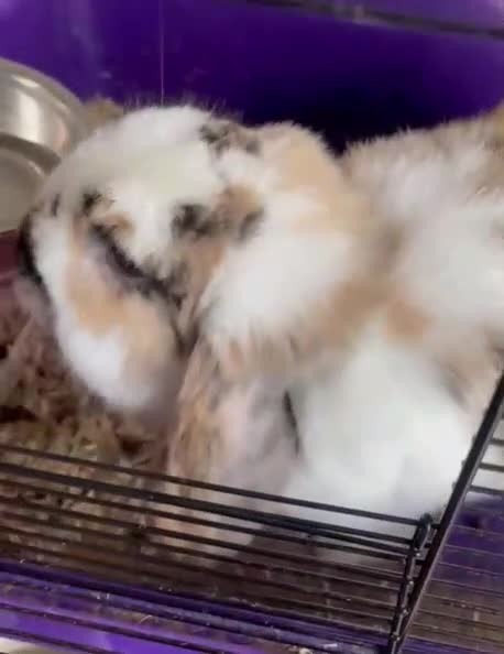 Mini Lop rabbits for sale: rabbit in Hornchurch - Video 1