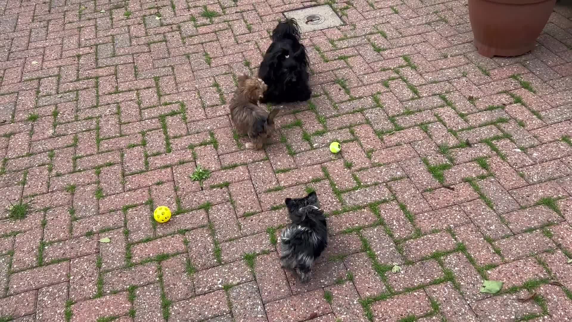 Biewer Terrier dogs for sale: Rare coloured Biewer Terriers - Video 3
