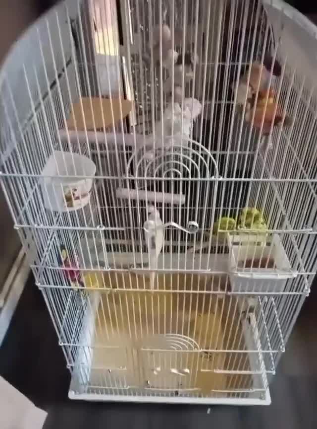 Budgerigars birds for sale: 3 budgies - Video 1