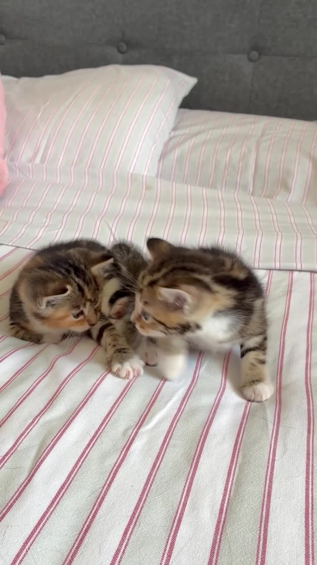 Mixed Breed cats for sale: 4 Beautiful Female Kittens Ready in August - Video 1