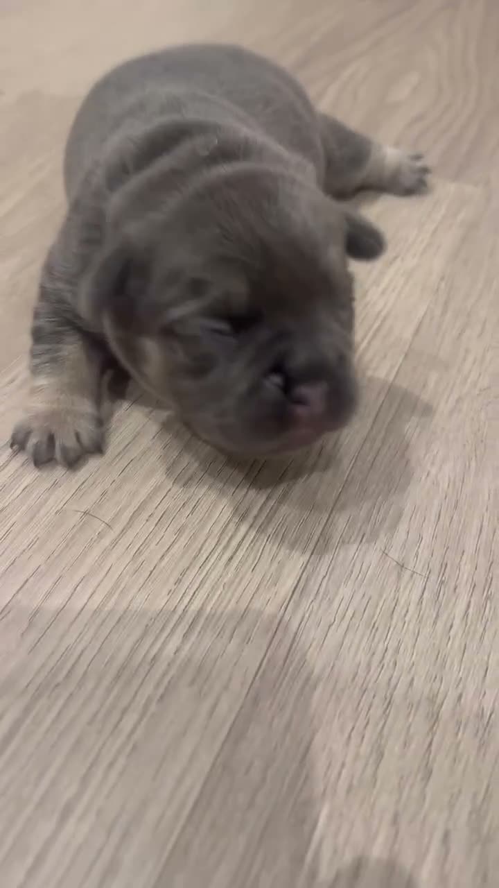 French Bulldog dogs for sale: 4 French Puppies - French Bulldog - Lilac / Tan  - Video 5