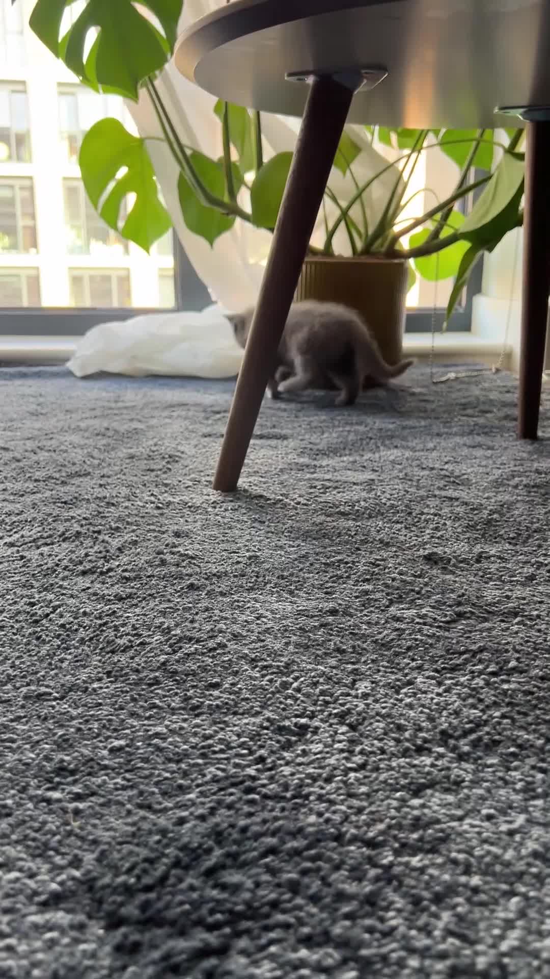 British Shorthair cats for sale: Blue British Shorthair Male - Video 3