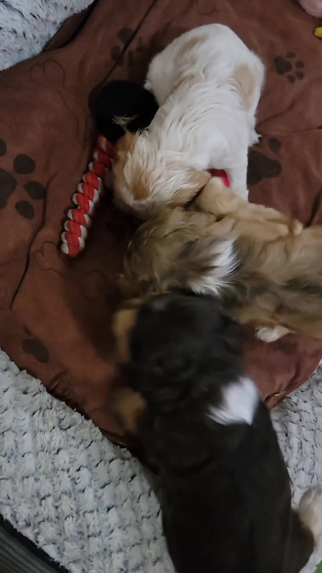 Cocker Spaniel dogs for sale: KC Sired Show Cocker Spaniels puppies| Champ Lines - Video 1