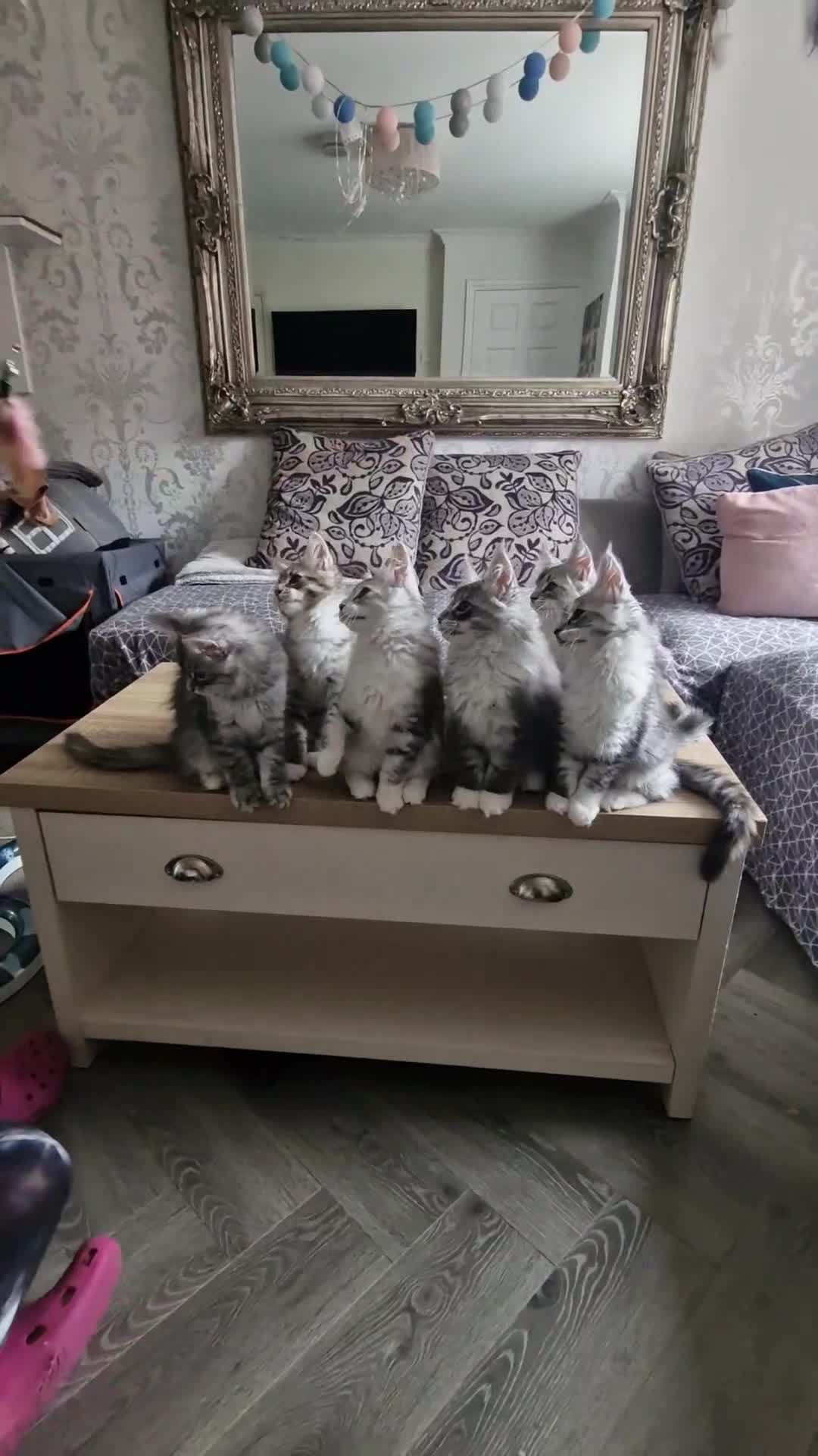 Maine Coon cats for stud: 2 XL Proven Studs 1 of them is a Tica Champion   in Royston - Video 1