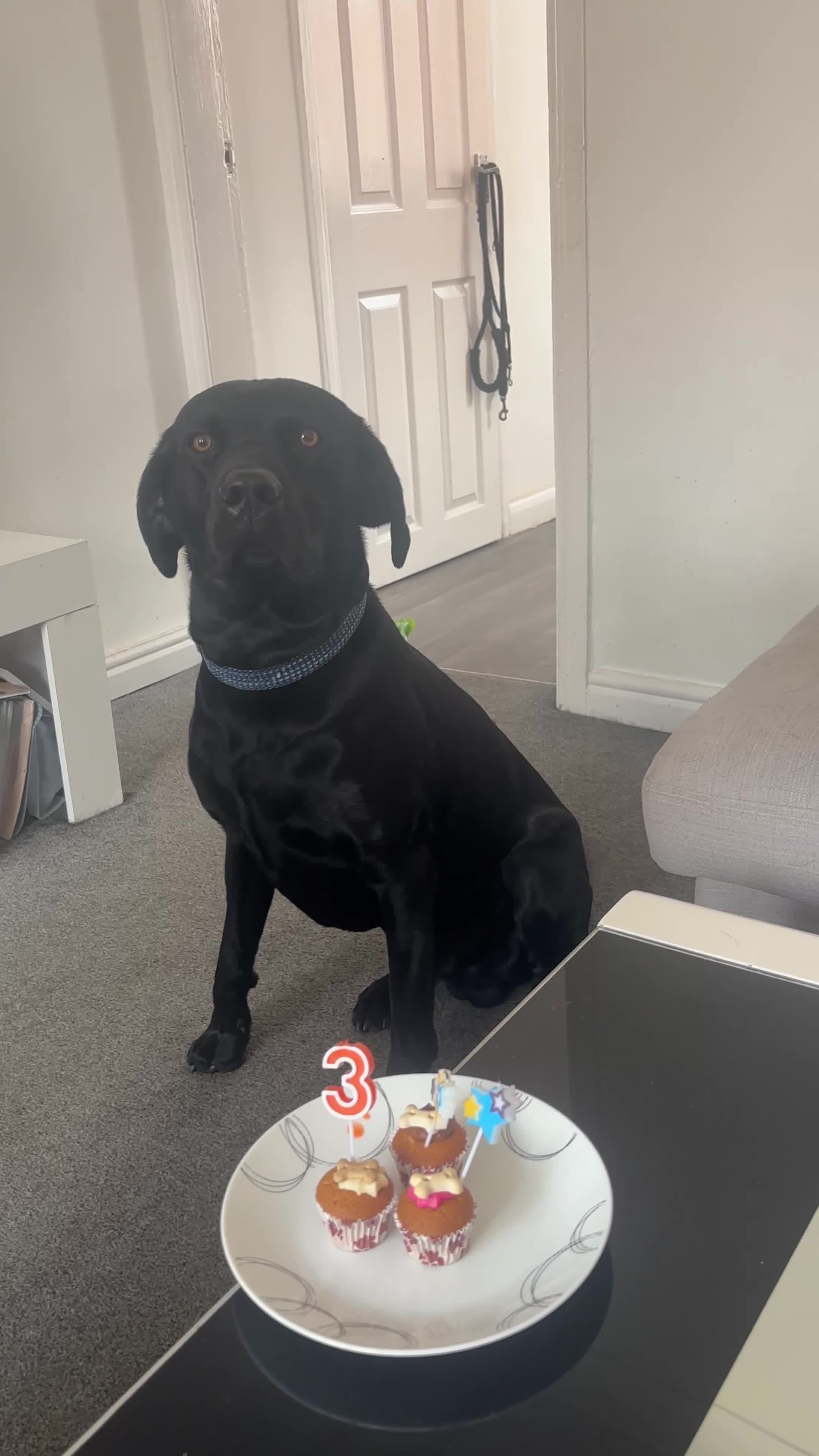 Labrador Retriever dogs for stud: Black Labrador for stud  in Peterlee - Video 1