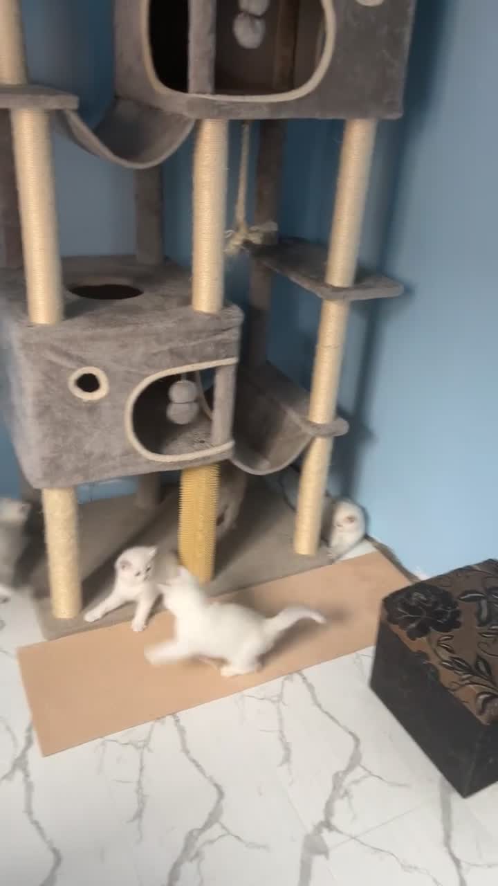 British Shorthair cats for sale: 1 bsh kitten left only 😻🏡✨ - Video 3