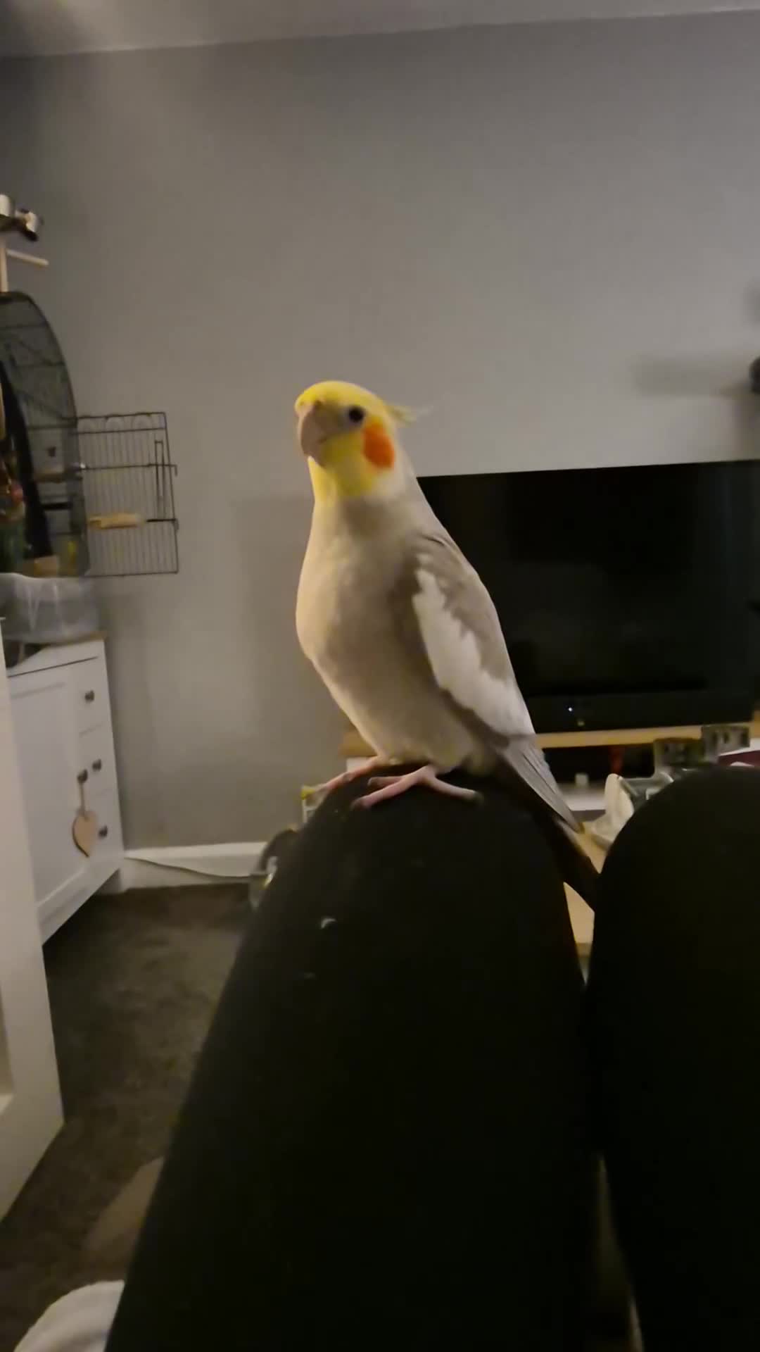 Cockatiels birds for sale: Male very Tame cockatiel in Kidderminster - Video 1