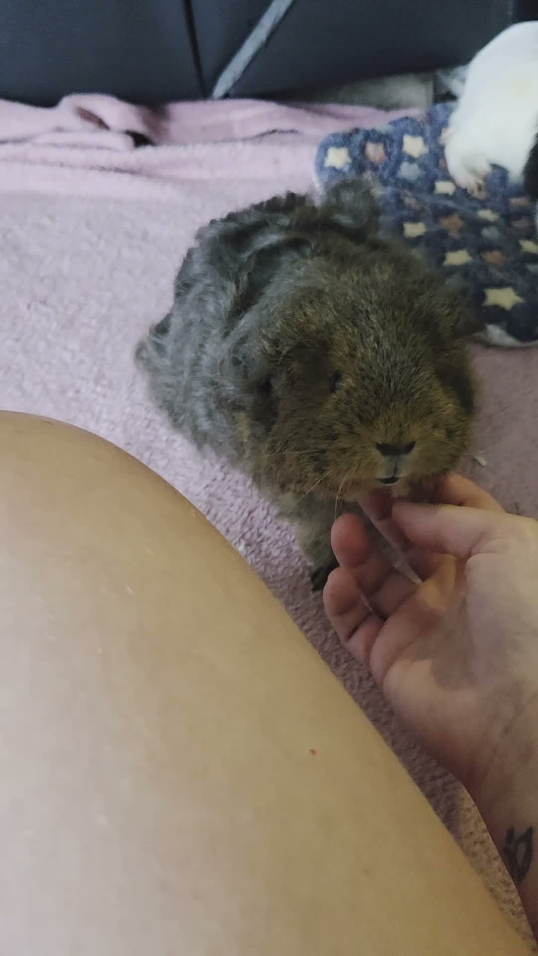 Guinea Pig rodents for sale: Toffee - 1 year old in Huddersfield - Video 1