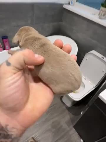 Dachshund dogs for sale: Darla and her babies  in Newport - Video 3
