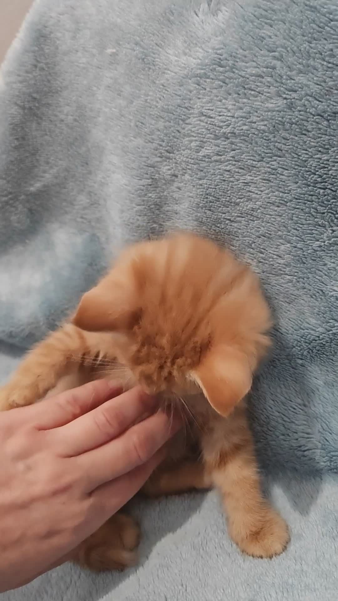 Mixed Breed cats for sale: Beautiful kittes Videos - Video 2