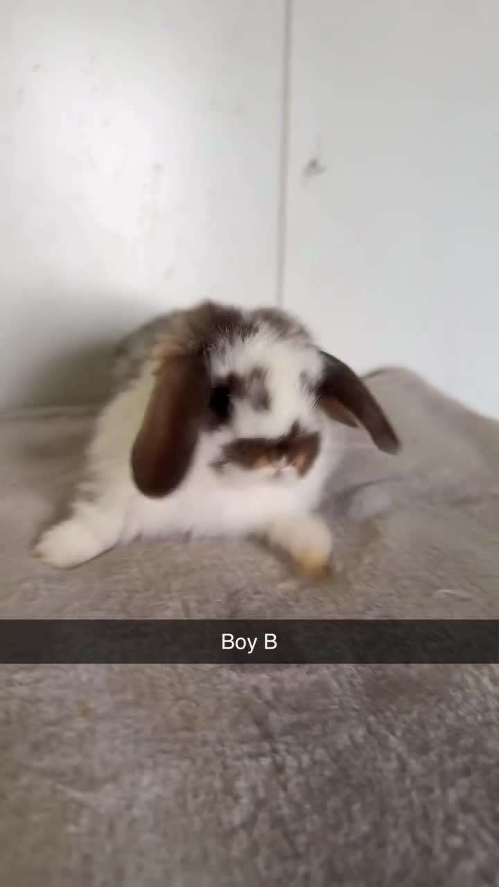 Mini Lop rabbits for sale: Pure mini lop rabbits  - Video 1